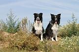 BORDER COLLIE 443